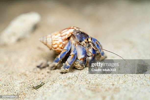hermit crab on a sandy beach - hermit crab stock pictures, royalty-free photos & images