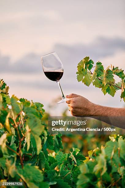 vitivinicultura tradicin y sostenibilidad en cada copa,arg - vinho tinto imagens e fotografias de stock