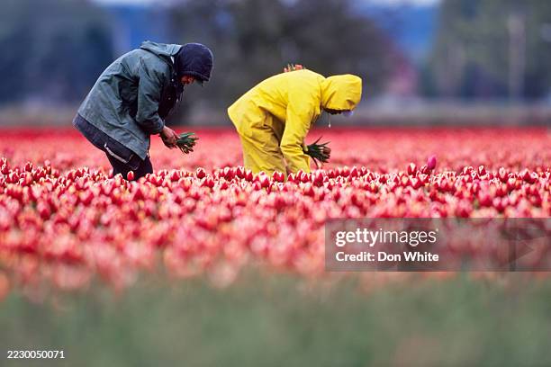 skagit valley in washington state - farm worker stock pictures, royalty-free photos & images