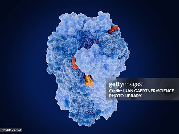 nicotinic acetylcholine receptor, illustration - acetylcholine stock illustrations