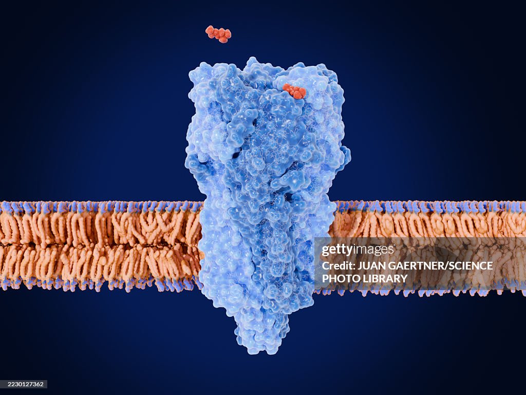 Nicotinic acetylcholine receptor, illustration