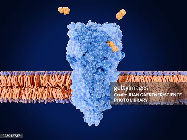 nicotinic acetylcholine receptor, illustration - acetylcholine stock illustrations