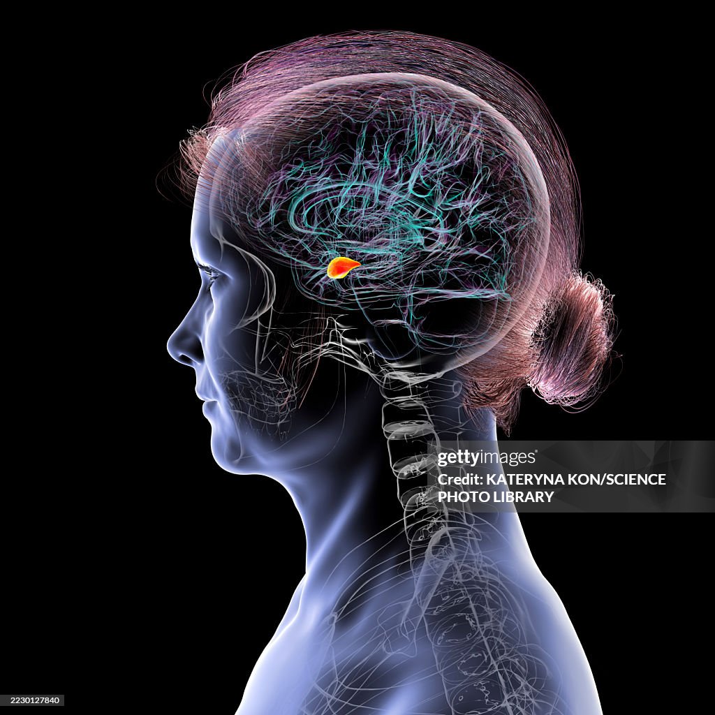 Amygdala Development Human Brain With Highlighted Amygdala Illustration High-Res Vector ...