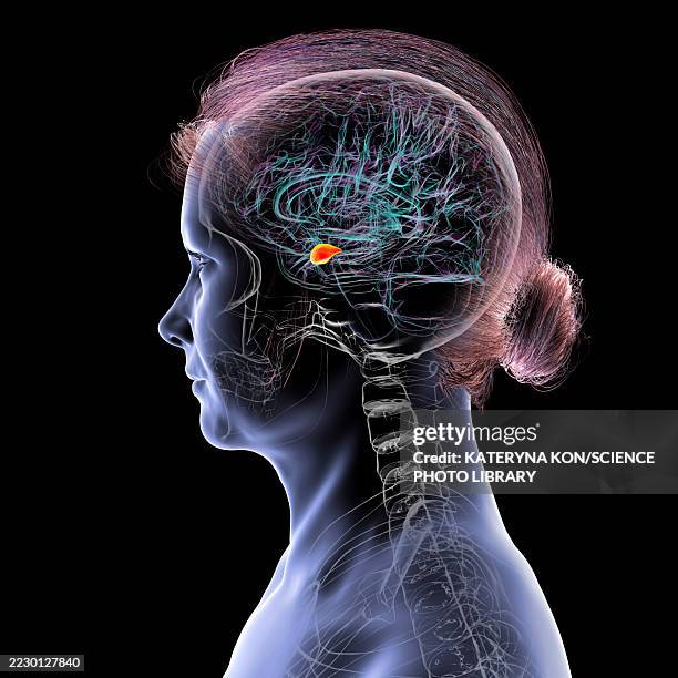 Amygdala Infographics Example Human Brain With Highlighted Amygdala Illustration High-Res Vector ...