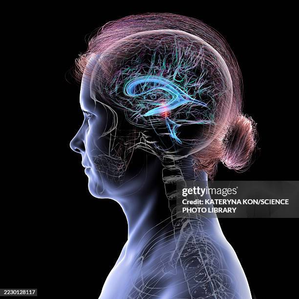 cerebral aqueduct and ventricles, illustration - female brain stock illustrations