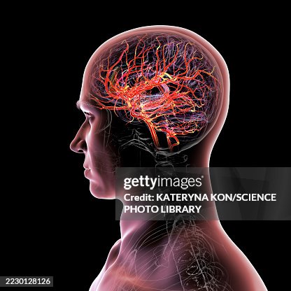 Brain arteries, illustration Brain arteries, illustration