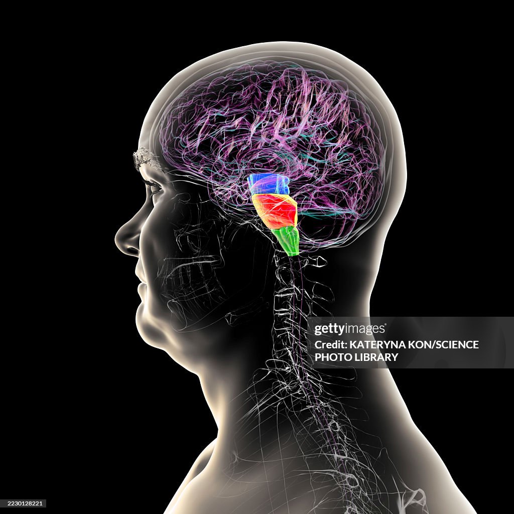 Brainstem highlighted in human brain, illustration