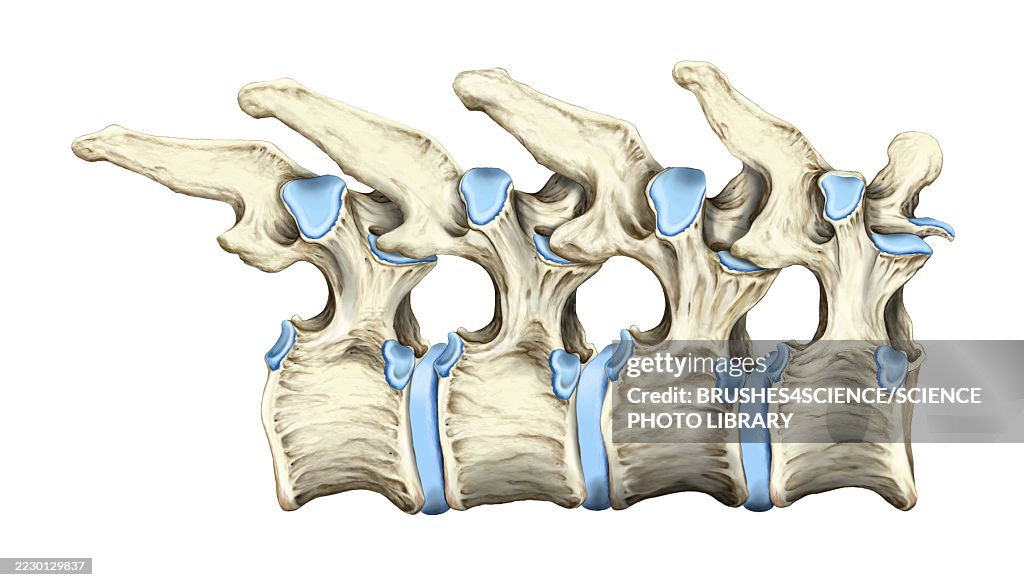 Mid-back spine bones, illustration