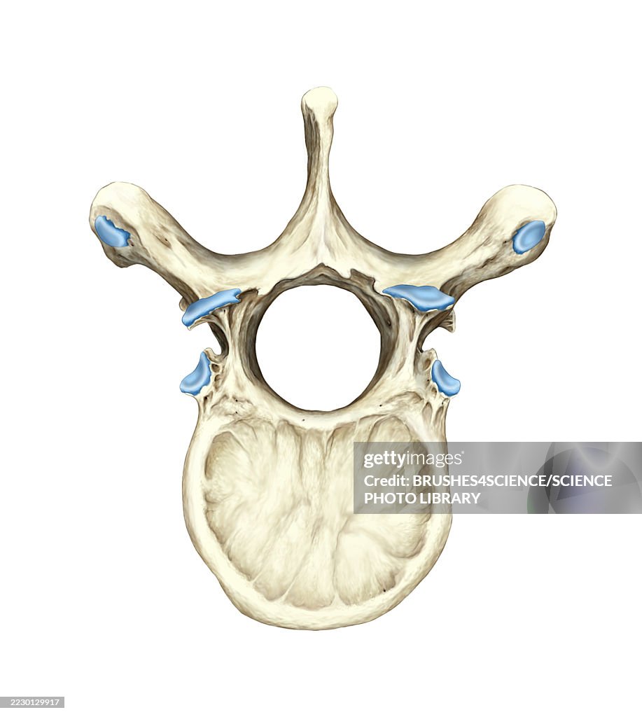Thoracic vertebra, illustration