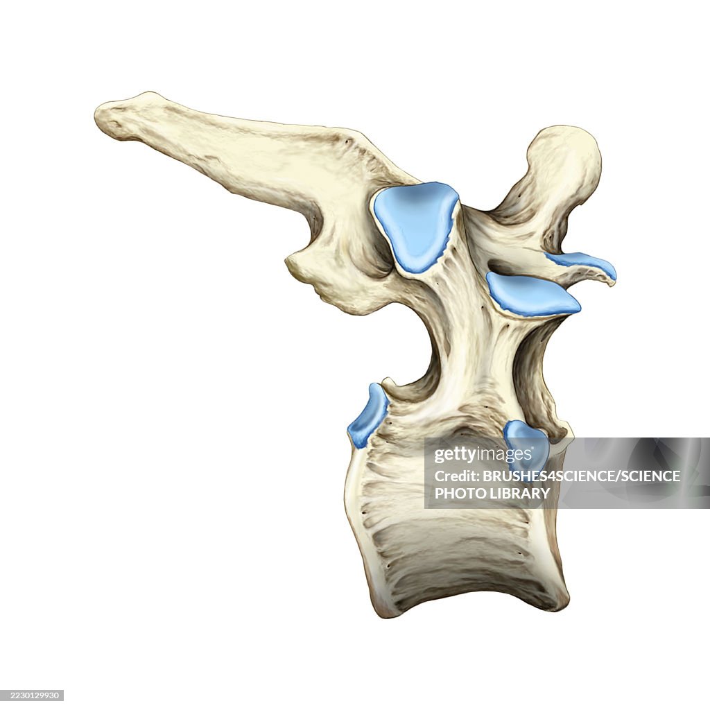 Mid-back vertebra, illustration