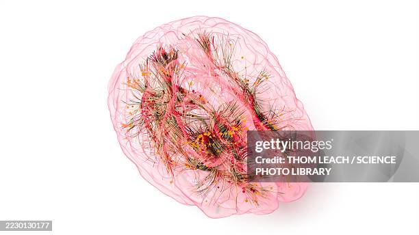 human brain connections, conceptual illustration - neuroimaging stock illustrations