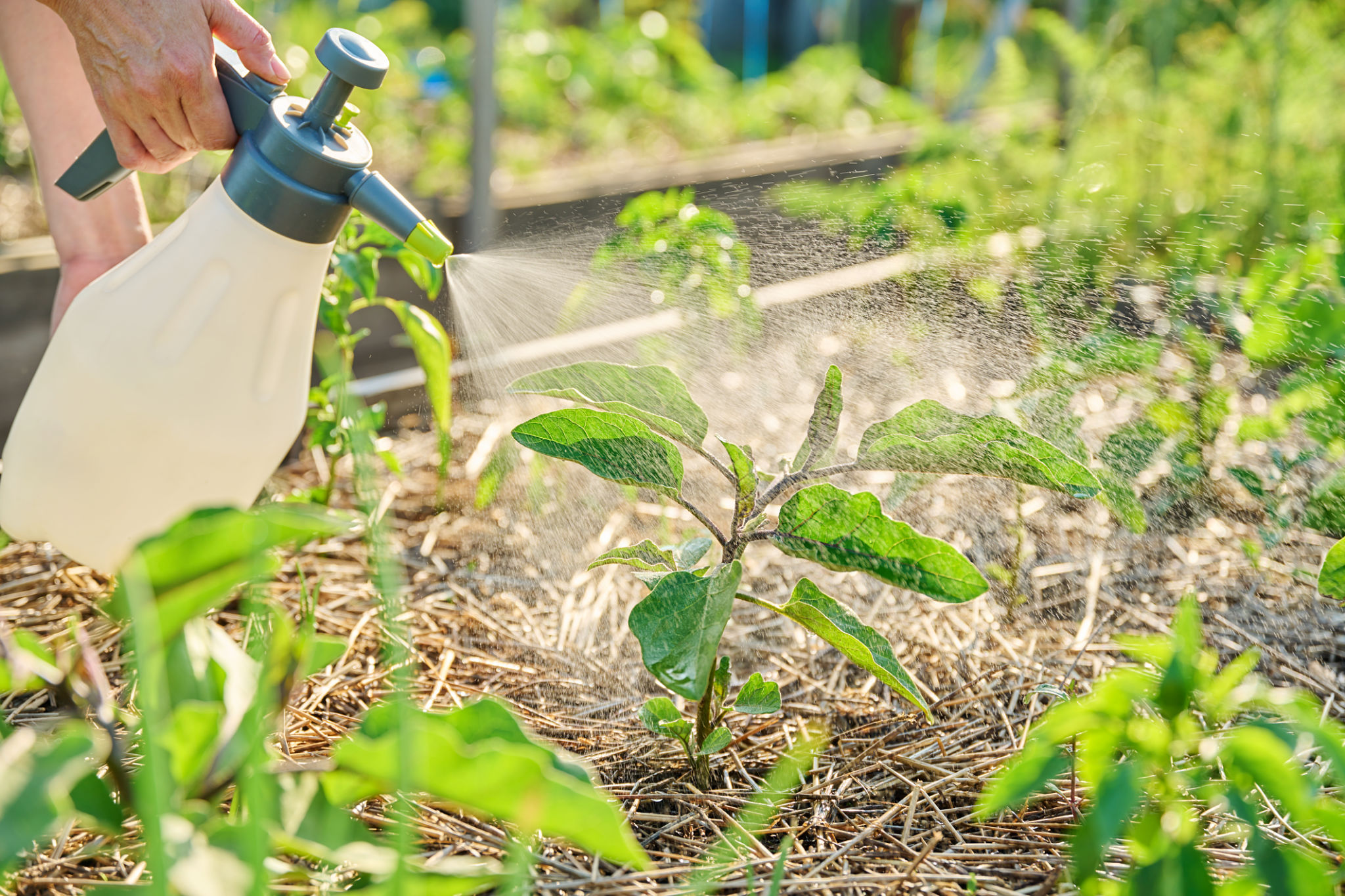 organic pest control