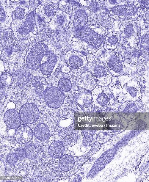 electron micrograph of neurotransmitters and mitochondria at the synaptic site in the cerebellum - desmosome stock pictures, royalty-free photos & images