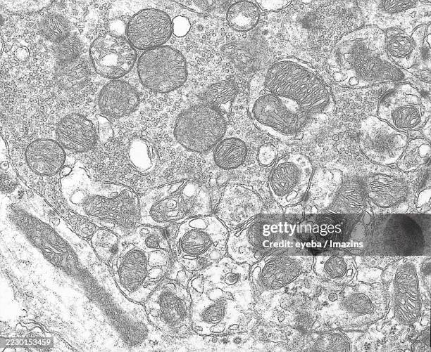 electron micrograph of neurotransmitters and mitochondria at the synaptic site in the cerebellum - desmosome stock pictures, royalty-free photos & images