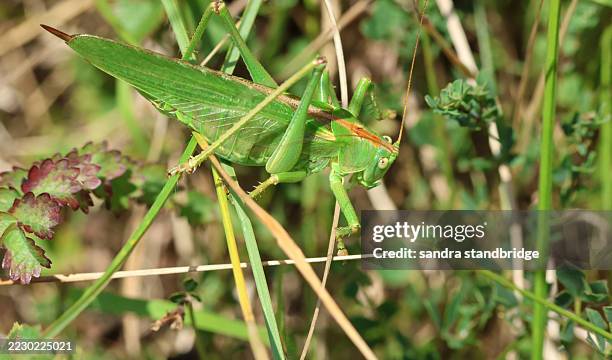 Slope Fly Insect 23,802 Fly Insect Close Up Stock Photos, High-Res Pictures, and Images ...