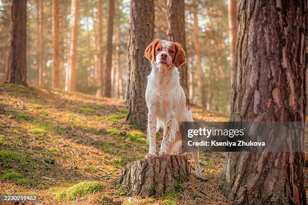 Brittany Spaniel dog standing with front paws on tree stump in forest illuminated by autumn sunlight.