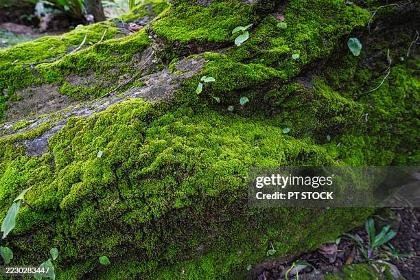 lush green moss covers the surface of a large rock in a forest, creating a soft natural texture and vibrant color. - musgo imagens e fotografias de stock