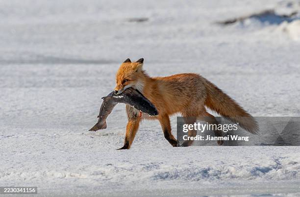 551 Fox Hunting Prey Stock Photos, High-Res Pictures, and Images