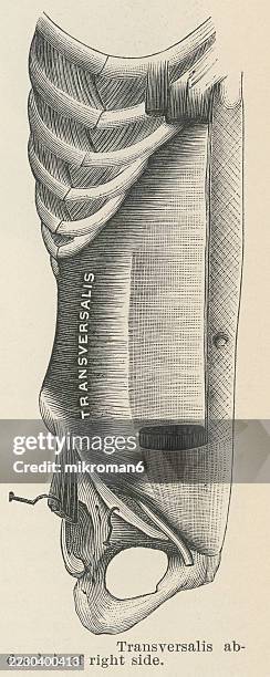 old engraved illustration of the transverse abdominal muscle, the transverse abdominis, transversalis muscle or transversus abdominis muscle, a muscle layer of the anterior and lateral - transverse abdominis stock pictures, royalty-free photos & images