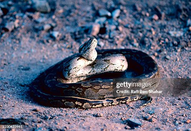 Python's Aficran 250 Southern African Python Stock Photos, High-Res Pictures, and Images ...