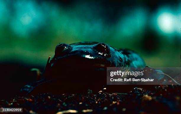 african clawed frog - african clawed frog stock pictures, royalty-free photos & images