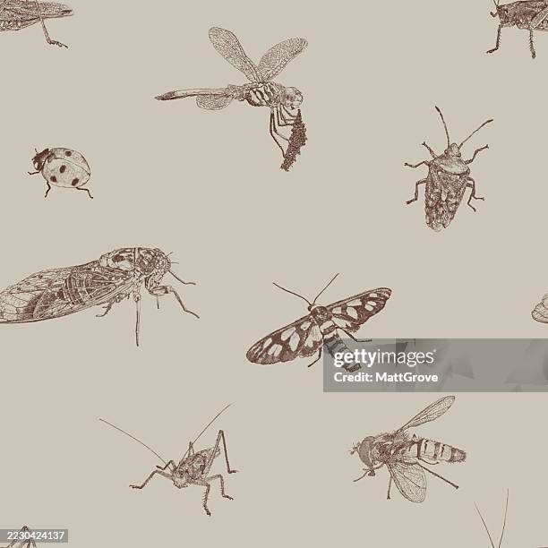 insects seamless repeat pattern. dragonfly shield bug hoverfly cicada ladybug grasshopper - ladybug stock illustrations