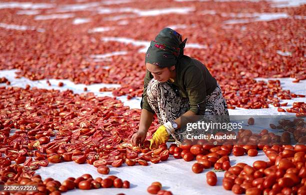 Worker cuts harvested tomatoes in half before laying them on white sheets to dry under scorching temperatures in the Karacadag region of Diyarbakir,...