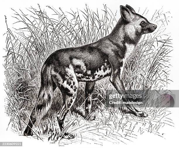 painted wolf - canis pictus - african wild dog stock illustrations