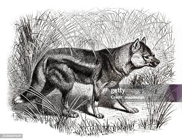 seitengestreifter schakal - canis adustus - list stock-grafiken, -clipart, -cartoons und -symbole