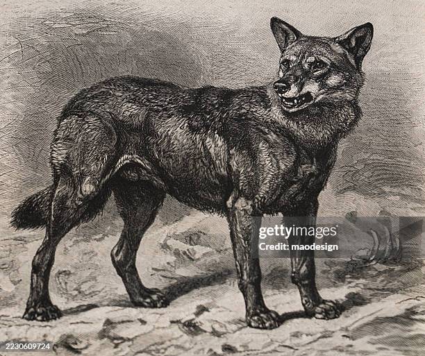 Wildlife Jackal Fennec Fox Fox 19th Century Engraving High-Res