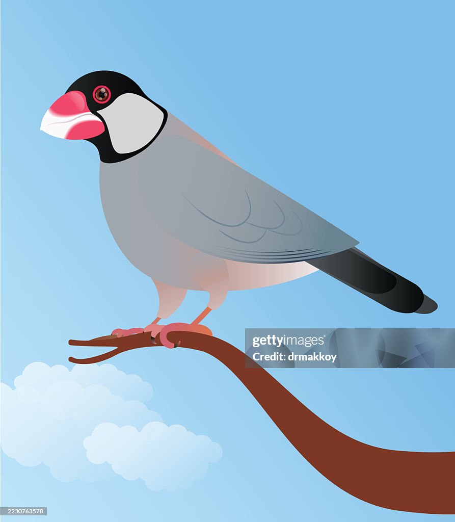 Gorrión de Java (Lonchura oryzivora)