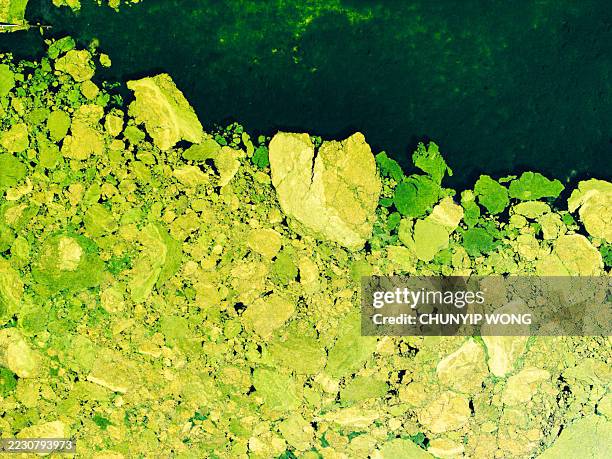 drone capturing algae bloom in rural england river - algae stock pictures, royalty-free photos & images