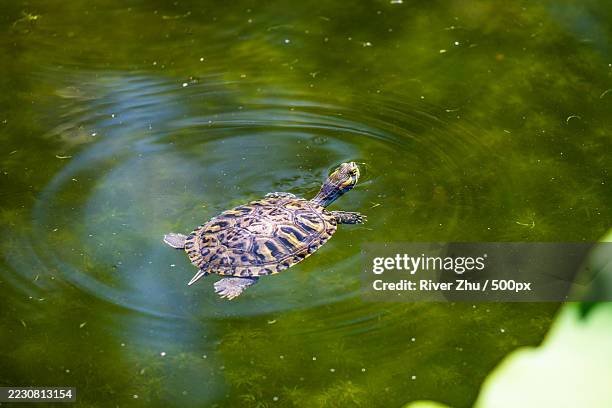 turtle swimming in a pond - turtle shell top view stock pictures, royalty-free photos & images