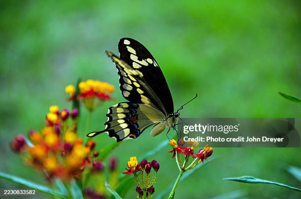 giant swallowtail butterfly on butterfly weed - black swallowtail butterfly stockfoto's en -beelden