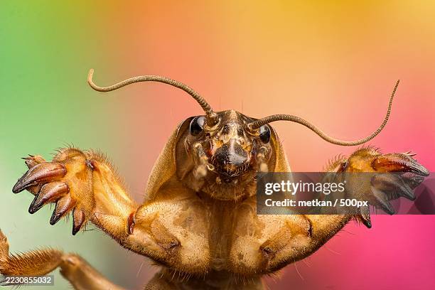 1,173 Insect Exoskeleton Stock Photos, High-Res Pictures, and Images ...
