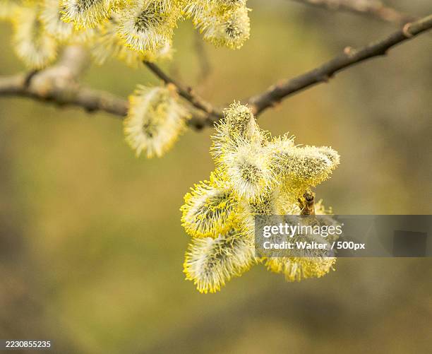 close-up of a bee on a flowering willow branch - pussy willow stock pictures, royalty-free photos & images