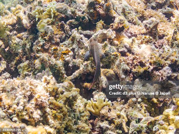 Chestnut Fish 102 Castaneus Stock Photos, High-Res Pictures, and Images - Getty Images