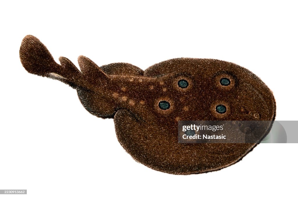 Electric ray