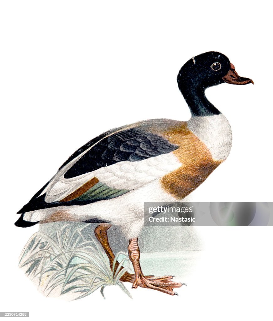 Brandgans (Tadorna tadorna)