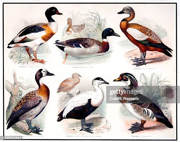 ducks - white faced whistling duck stock illustrations