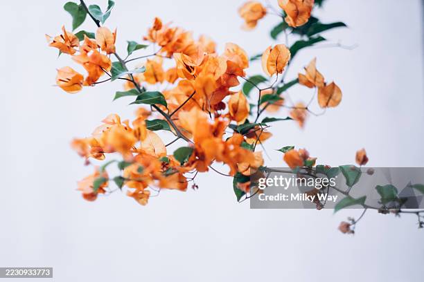 branch of bougainvillea with vivid orange petals and green leaves. - buganville foto e immagini stock