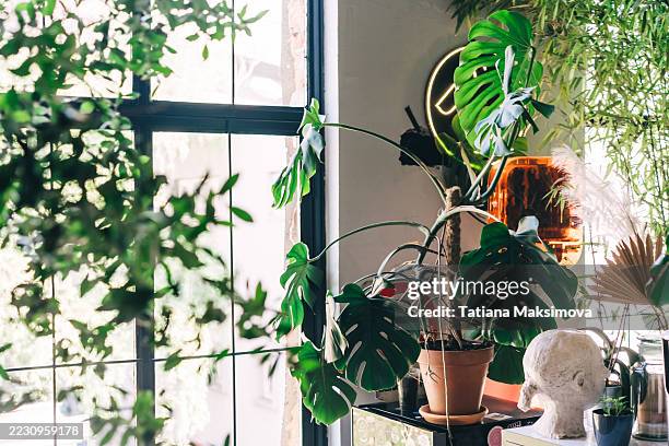 a lush corner filled with various houseplants, including a large monstera, beside a window with a view of a city street. - zimmerpflanze stock-fotos und bilder