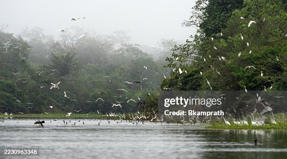 Thousands of Birds Including Cormorants, Great Egrets and Snowy White Egrets in the Amazon rainforest Along the Amazon River in the Tamshiyacu Tahuayo Regional Conservation Area Near Iquitos, Peru in South America. Thousands of Birds Including Cormorants, Great Egrets and Snowy White Egrets in the Amazon rainforest Along the Amazon River in the Tamshiyacu Tahuayo Regional Conservation Area Near Iquitos, Peru in South America.