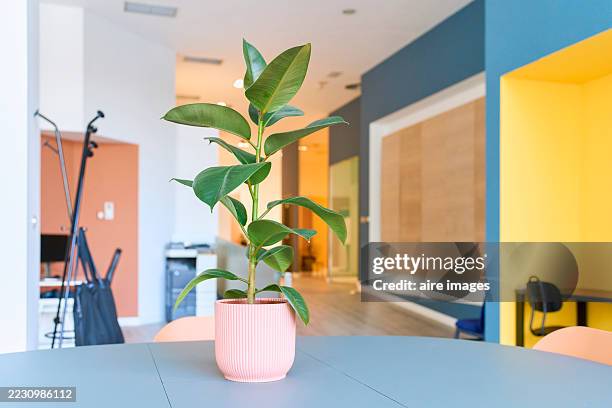 potted plant decorating modern office interior design - vaso de flor imagens e fotografias de stock