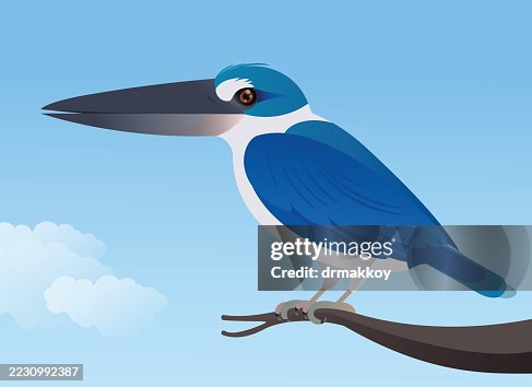 Collared Kingfisher (Todiramphus chloris) Collared Kingfisher (Todiramphus chloris)