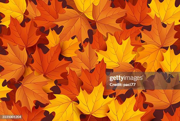 autumn leaves of maple trees for background - fall leaves stock illustrations