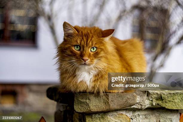 ginger cat resting on stone wall - green eyes stock pictures, royalty-free photos & images