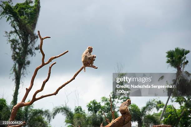 monkeys perched on tree branches in a lush forest - sanya stock pictures, royalty-free photos & images