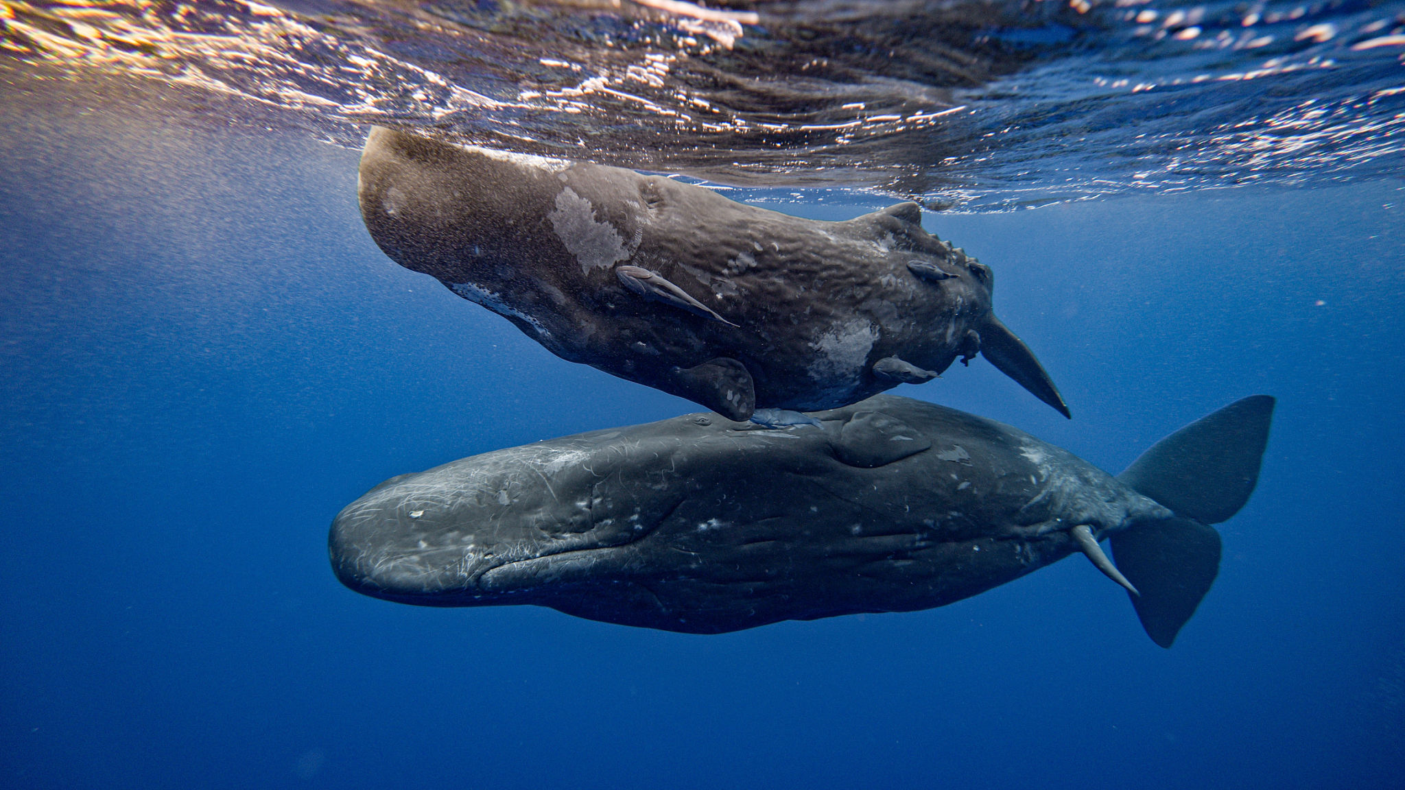 marine life conservation