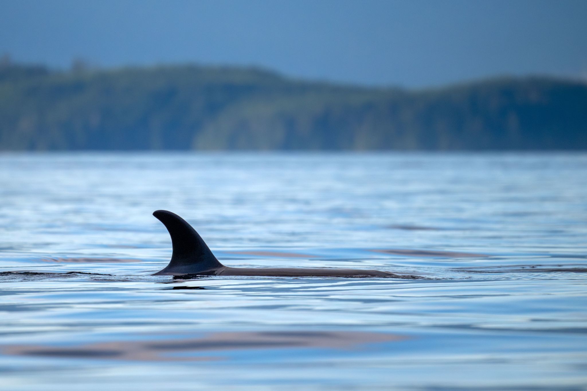 bc wildlife